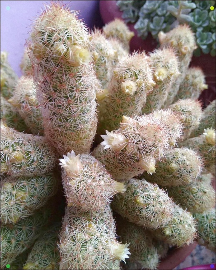 Маммиллярия (Mammillaria elongata