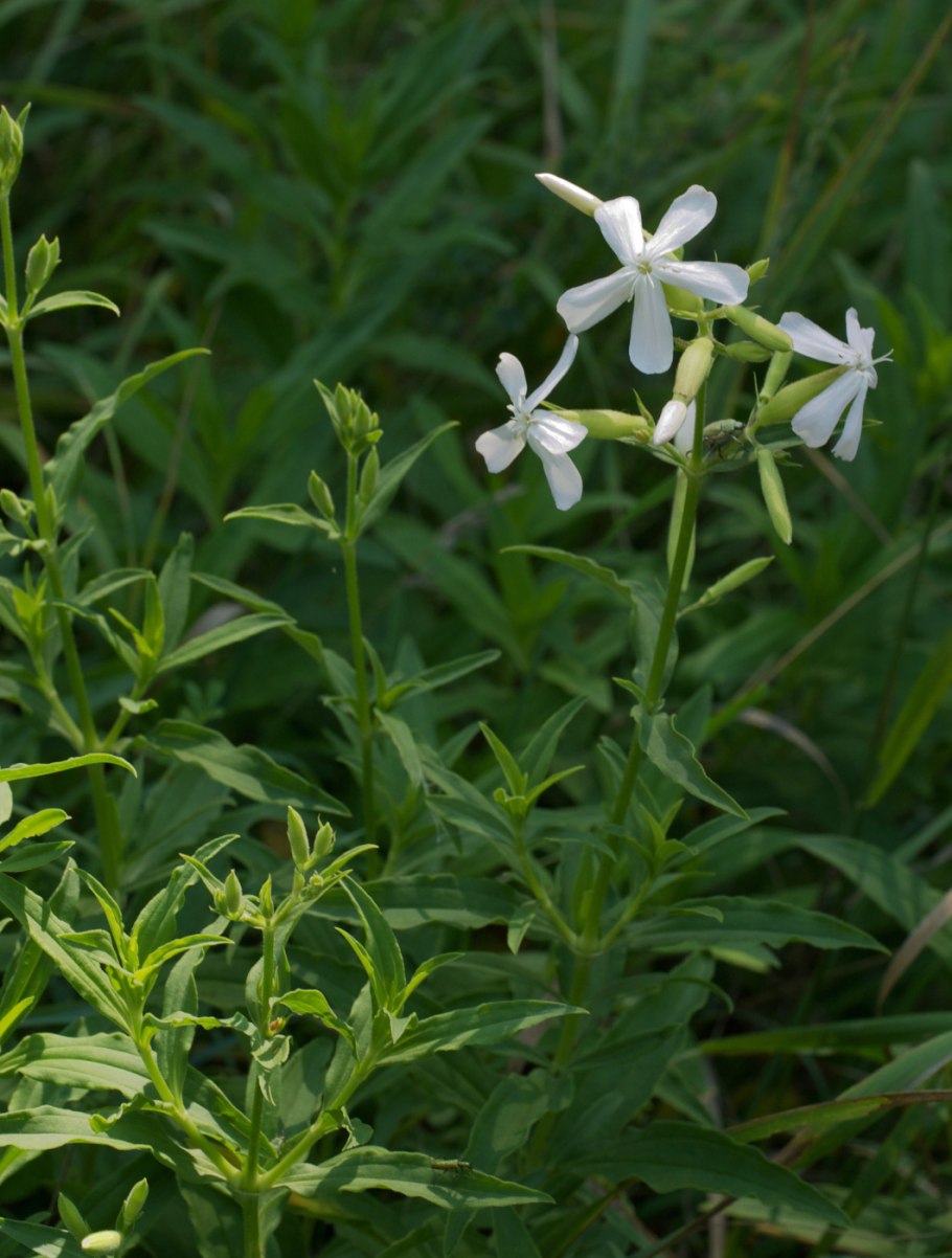 Saponaria officinalis