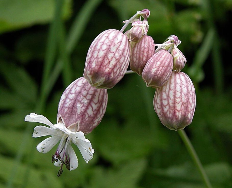 Silene vulgaris