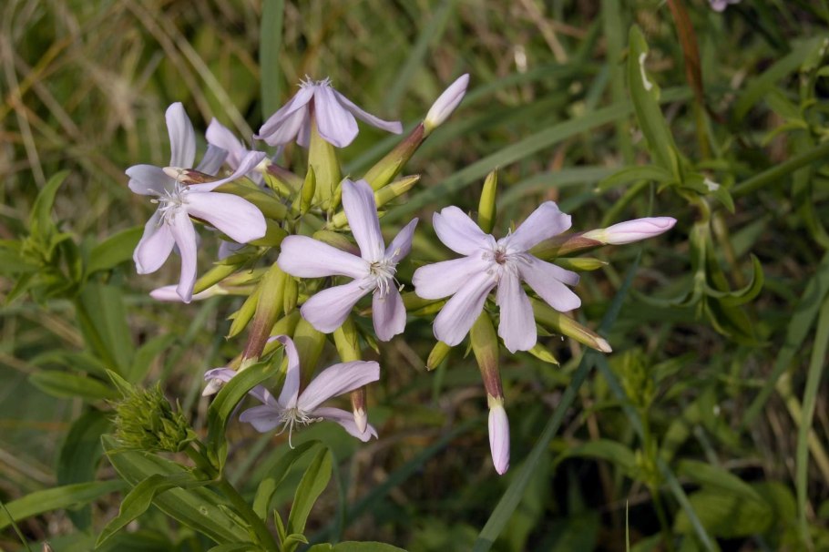 Мыльнянка лекарственная (Saponaria officinalis)