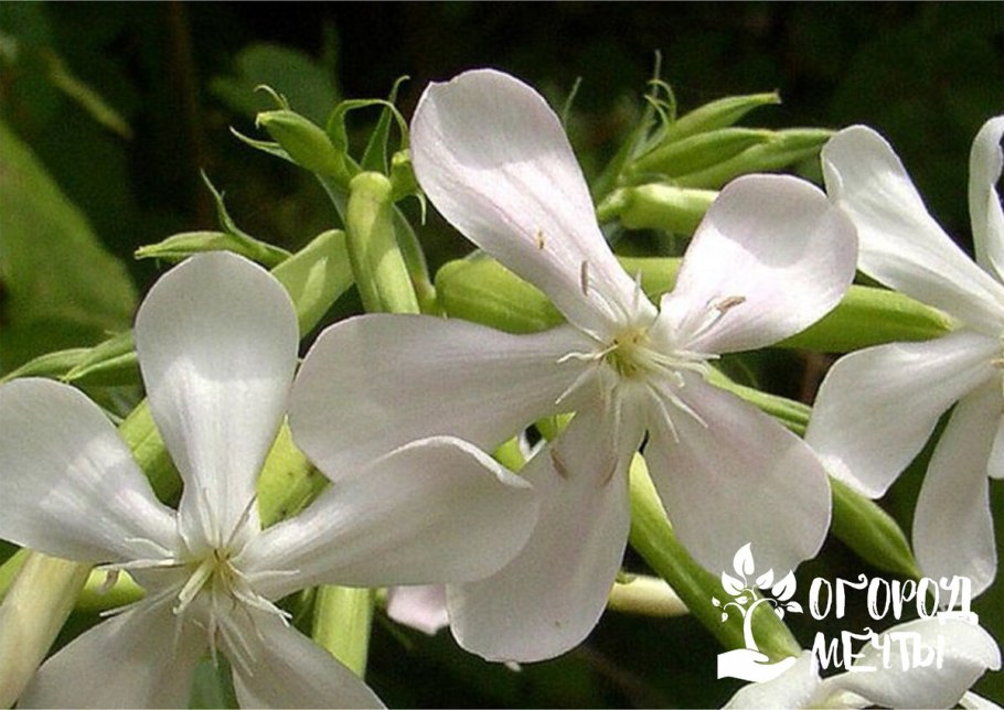Мыльнянка лекарственная