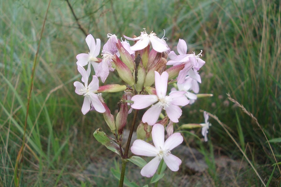 Saponaria officinalis