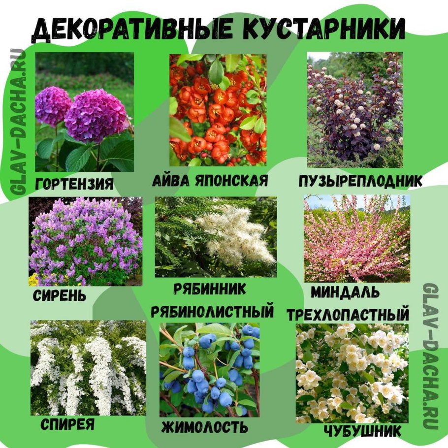 Кустарники названия