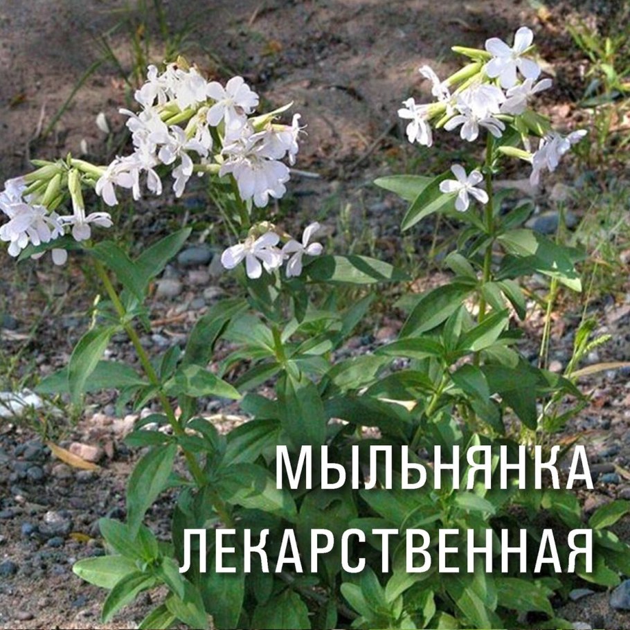 Мыльнянка сорняк