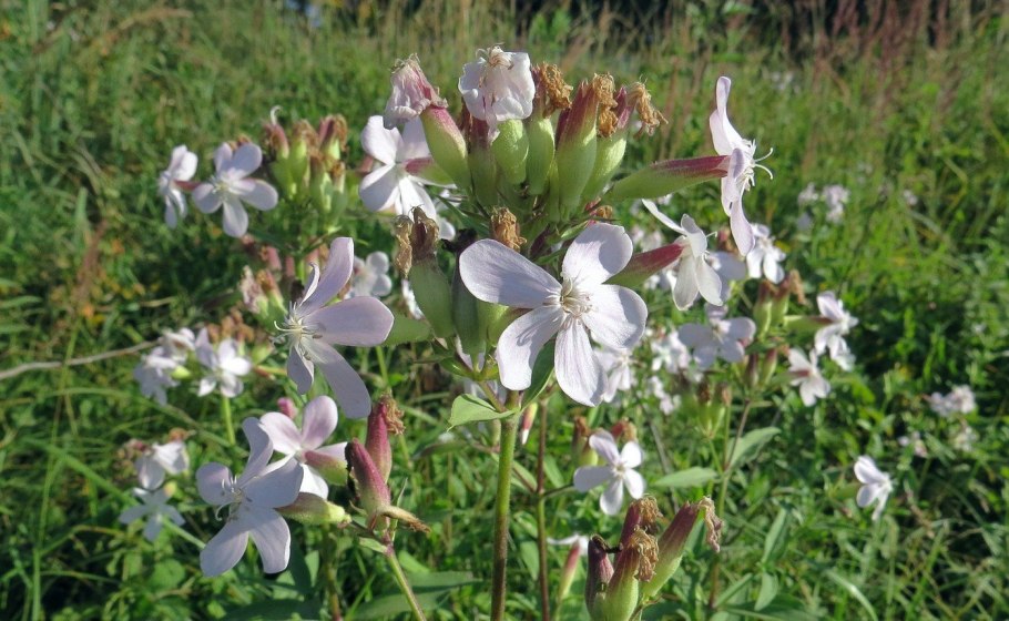 Мыльнянка лекарственная – Saponária officinális l.