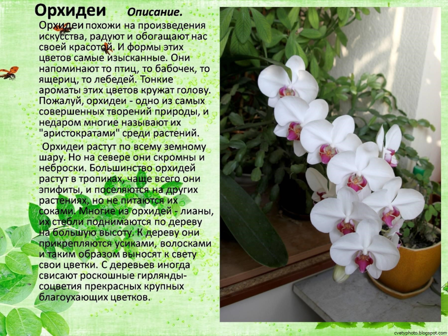 Орхидея фаленопсис Родина растения