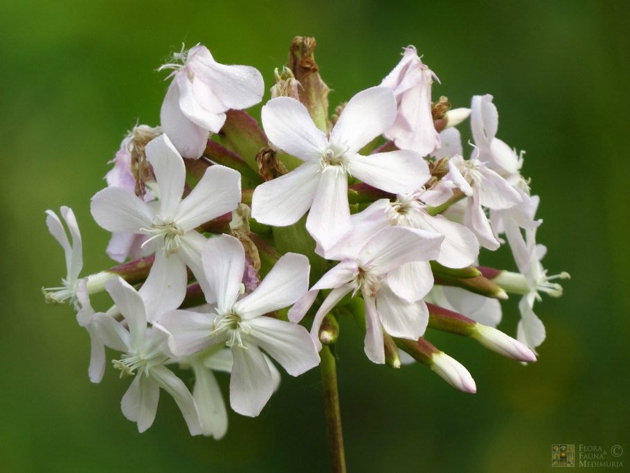 Мыльнянка (Saponaria Alba Plena) i