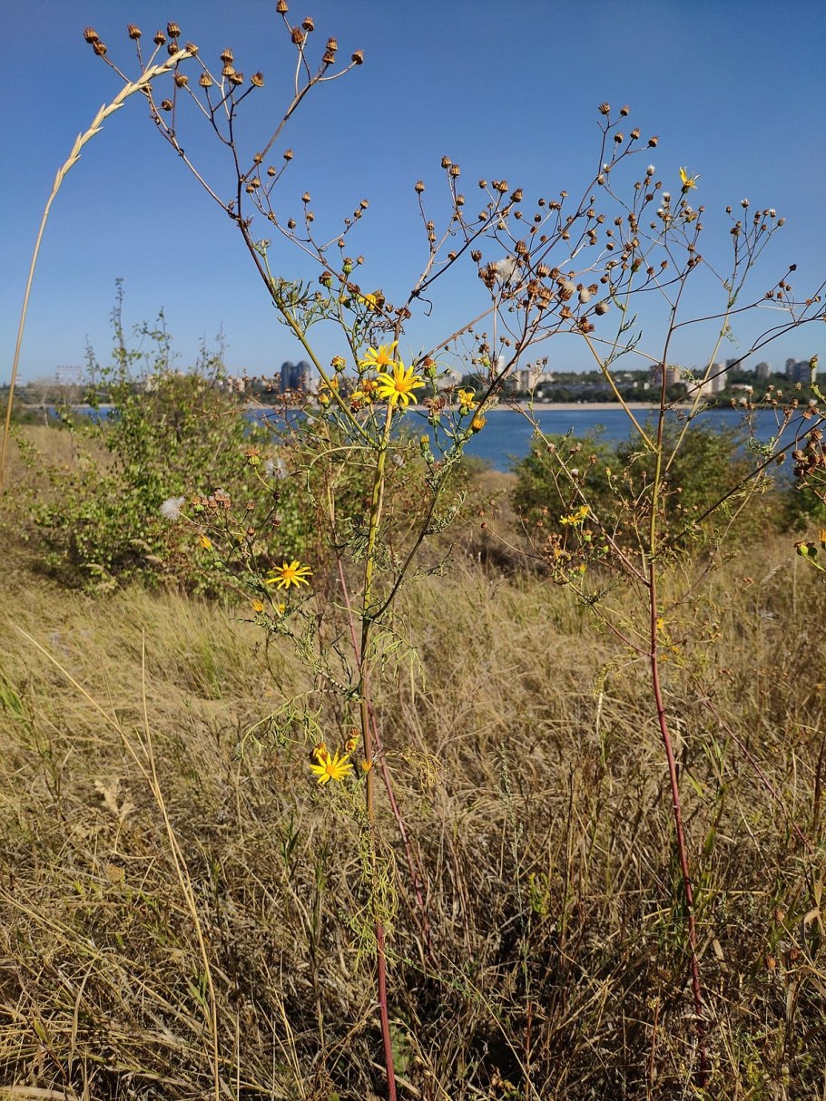 Крестовник Днепровский