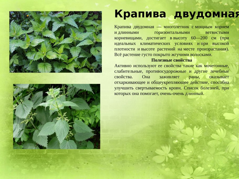 Лекарственные растения Донбасса