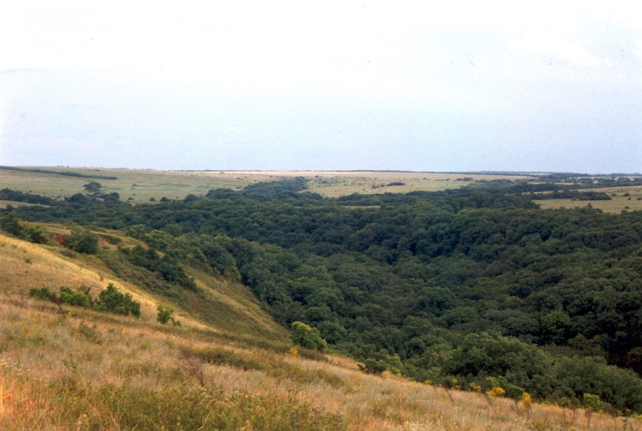 Балка Байрачный лес Ростовская