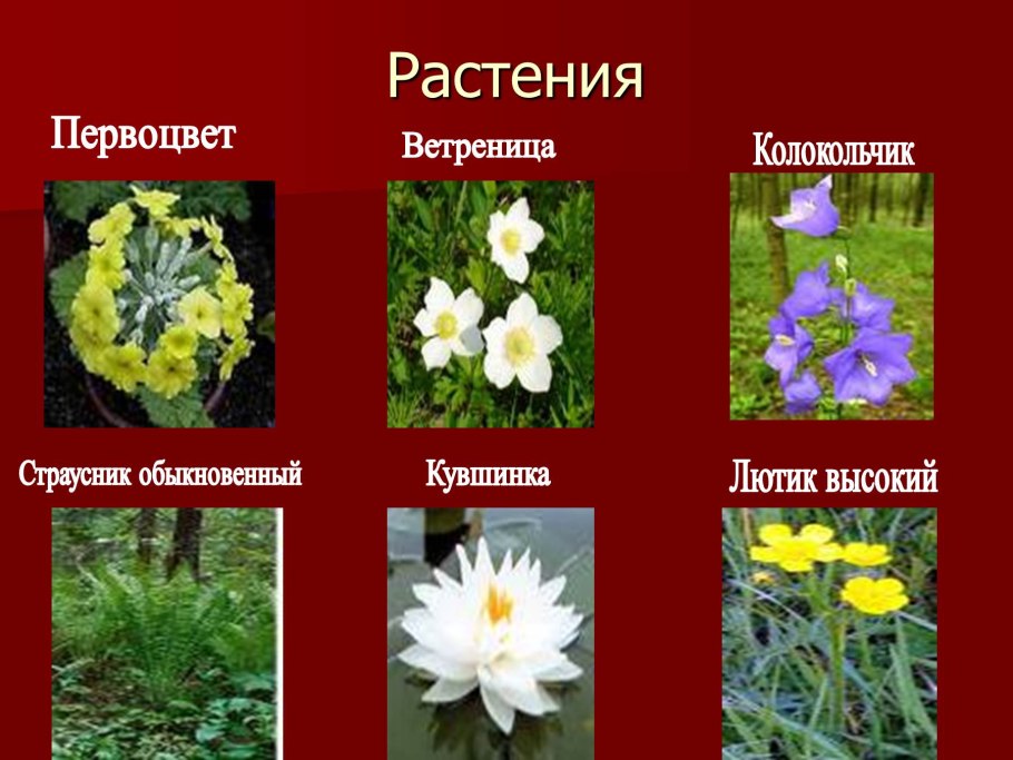 Растения занесенные в красную книгу