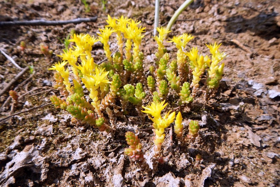 Седум (Очиток) едкий (Sedum acre)