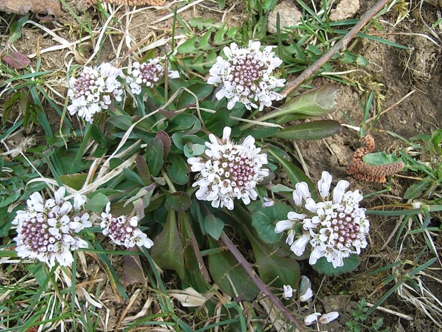 Thlaspi Alpestre
