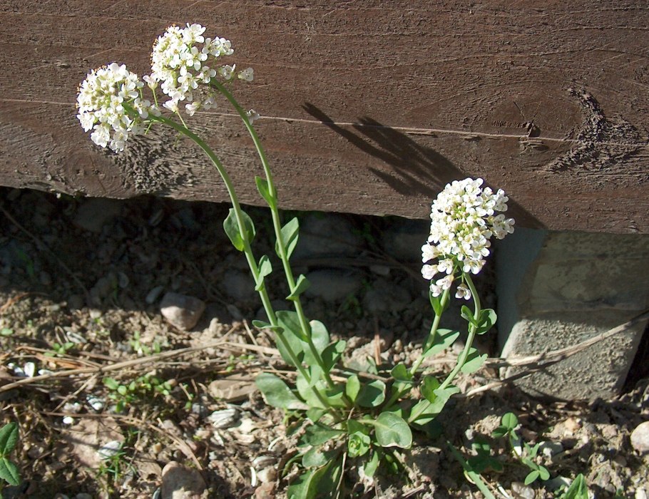 Thlaspi caerulescens
