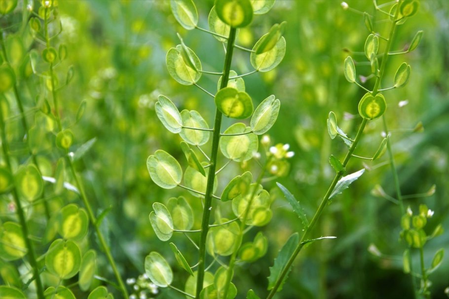Thlaspi arvense