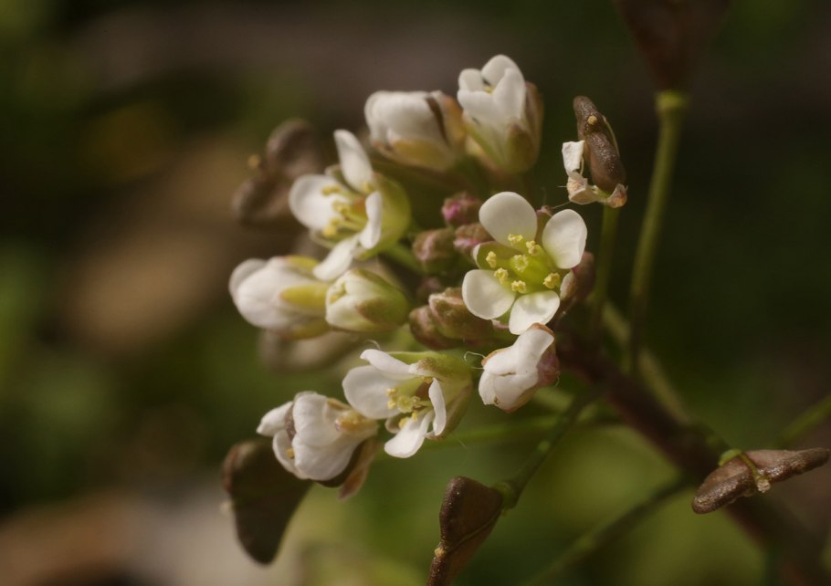 Пастушья сумка (Capsella Bursa-pastoris)