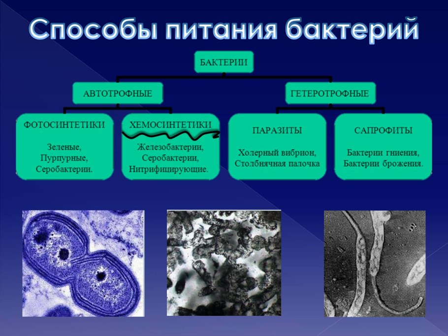Хемосинтетики это нитрифицирующие бактерии