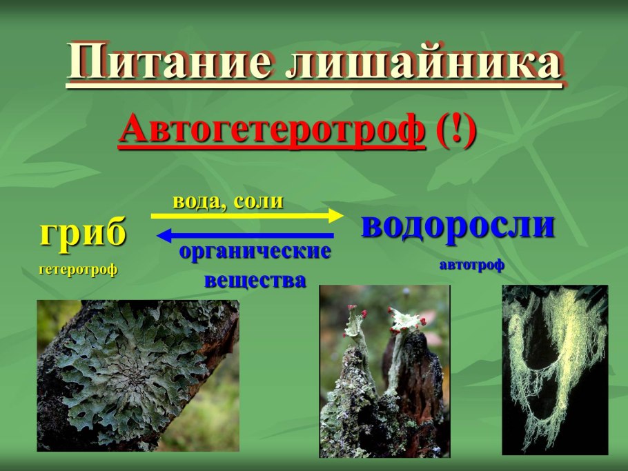 Тип питания лишайников