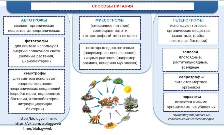 Способы питания в природе
