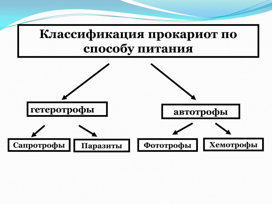 Способ питания прокариотической клетки