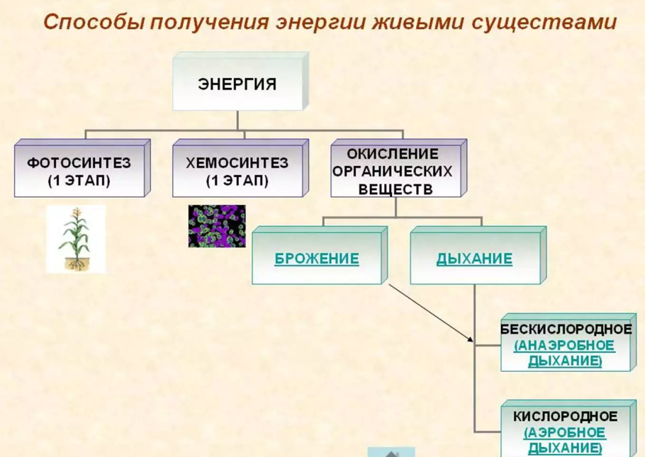 Способы получения энергии живыми