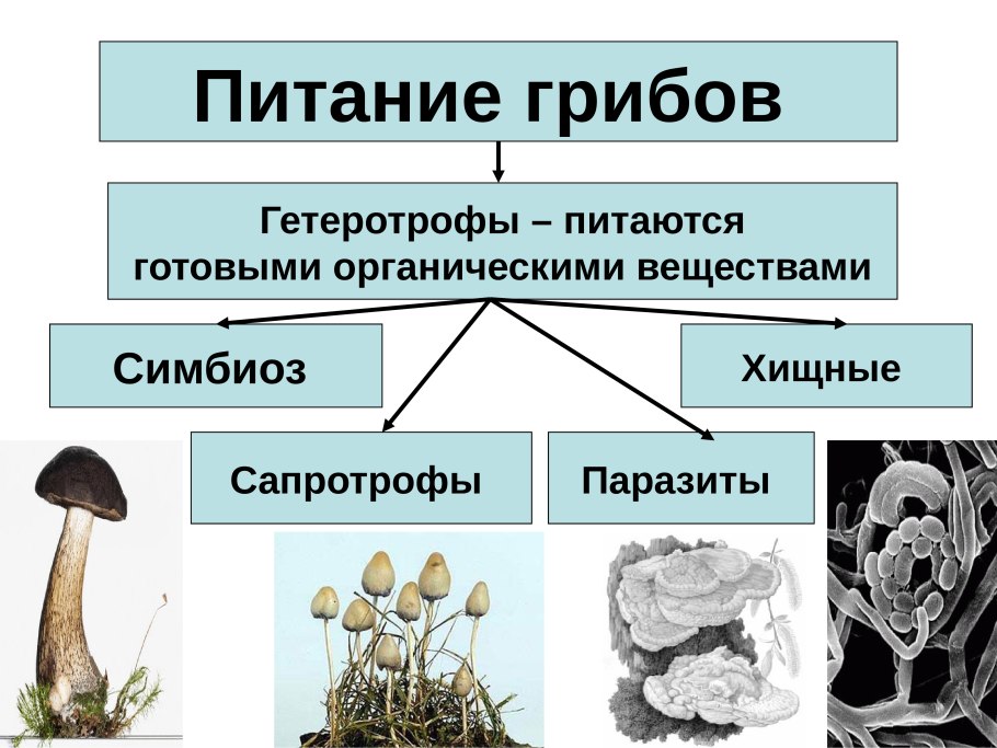 Грибы гетеротрофы симбионты