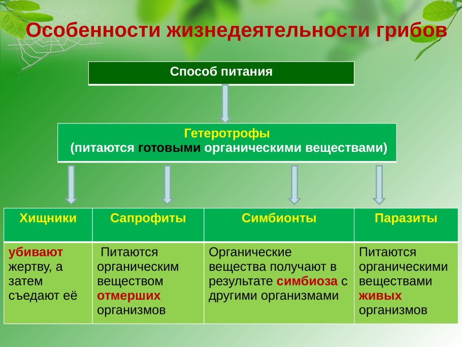 Способы гетеротрофного питания грибов