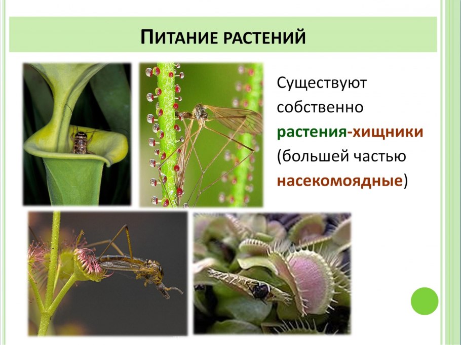 Строение хищных растений