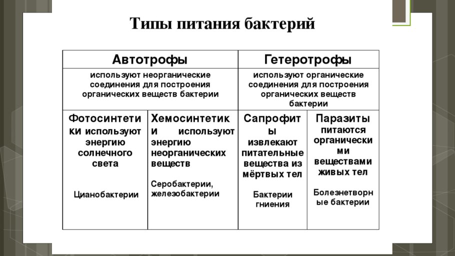 Типы питания бактерий