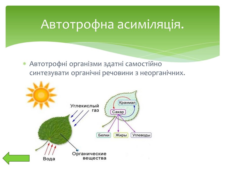 Автотрофный Тип обмена веществ