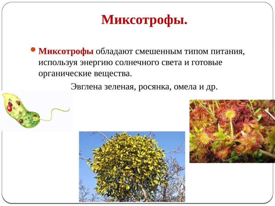 Типы питания бактерии миксотрофы