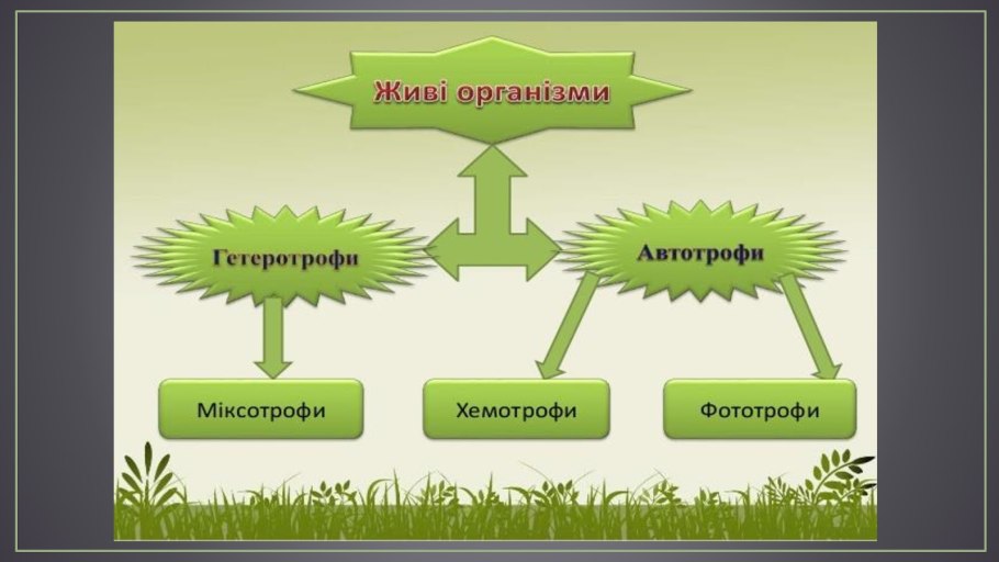 Фотосинтез автотрофы гетеротрофы