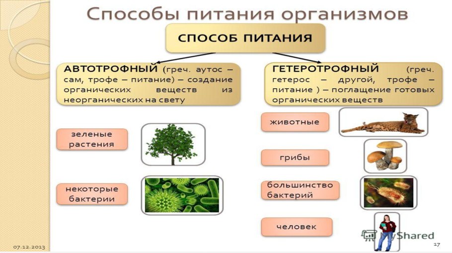 Типы питания клеток схема