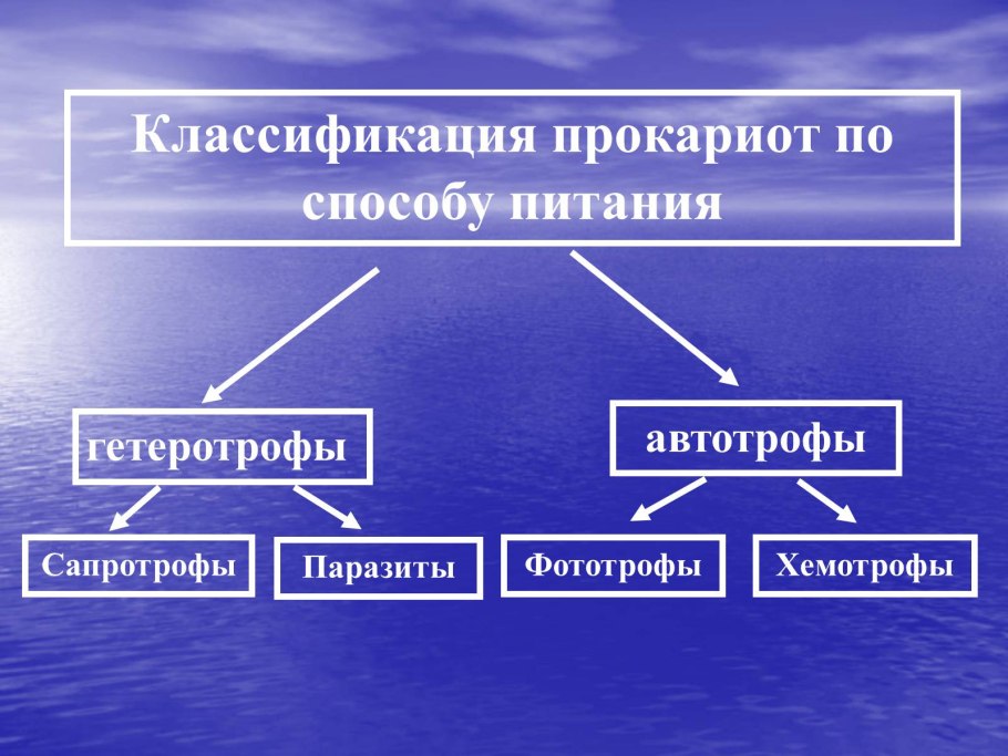 Тип питания прокариот