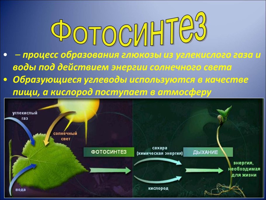 Образование Глюкозы в процессе фотосинтеза