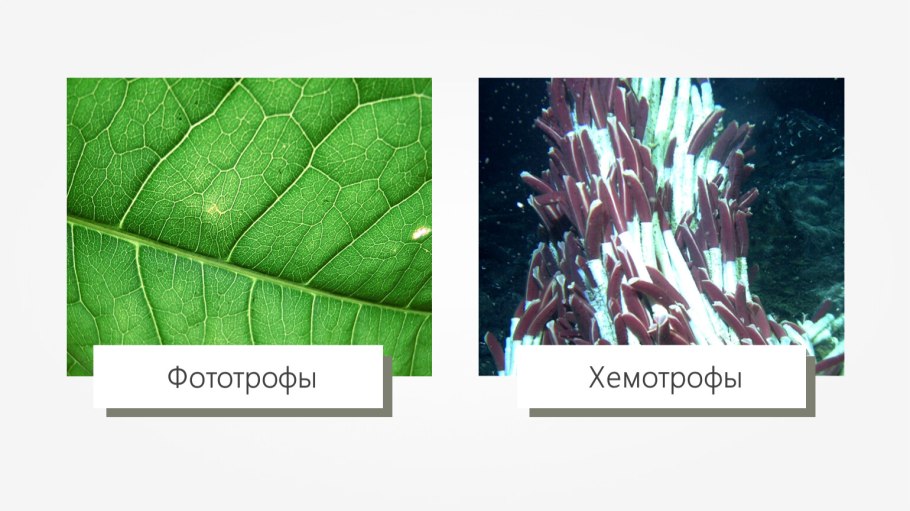 Фототрофы и хемотрофы