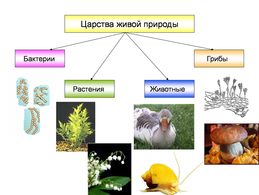 Биология 4 царства живой природы