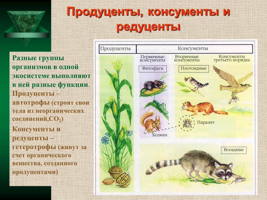 Консументы первого порядка в водоеме