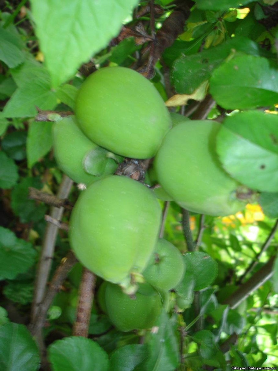 Лимонник Дикая айва