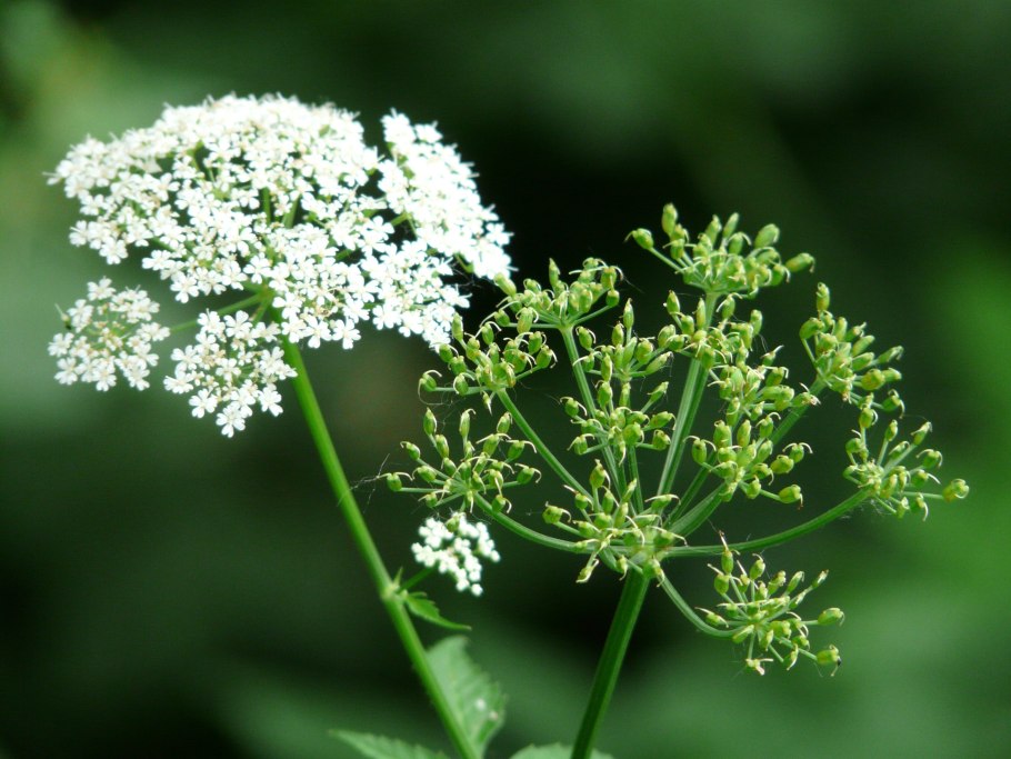 Зонтичные (Umbelliferae(Apiaceae))