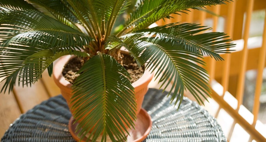 Саговая Пальма (Sago Palm)