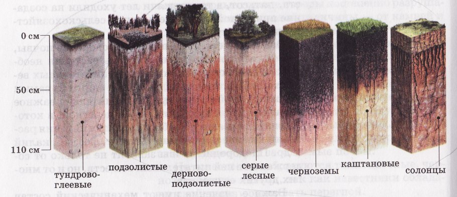 Дерново-подзолистая чернозёмы Тундровая глеевая