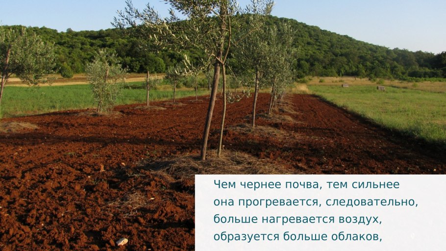 Чернозем растительность