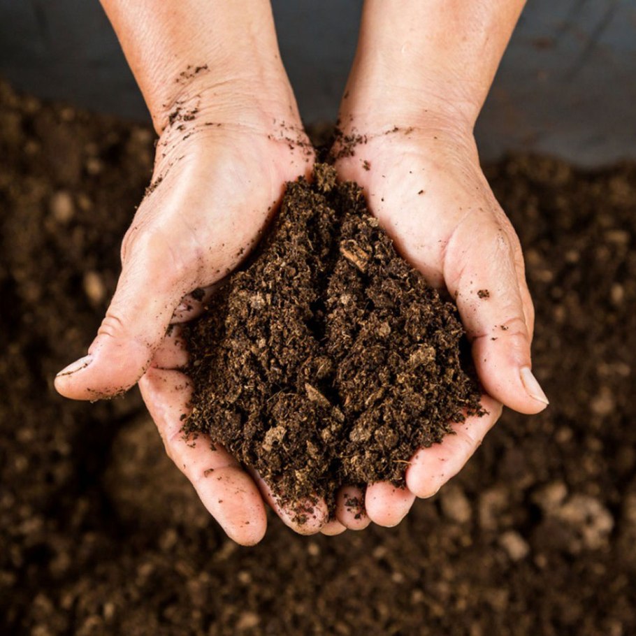 Peat Moss