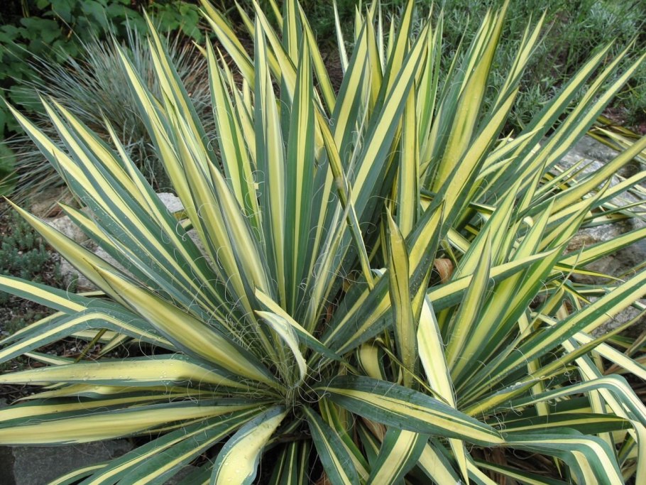 Юкка нитчатая (Yucca)