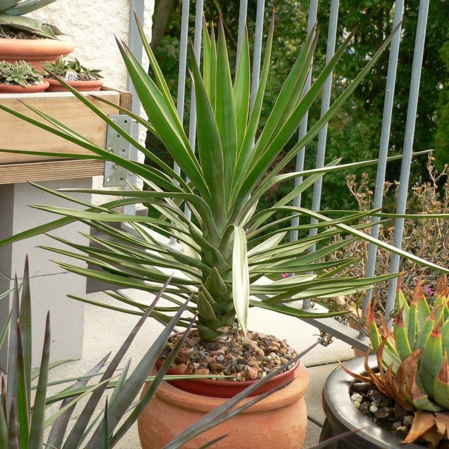 Юкка алоэлистная (Yucca aloifolia)