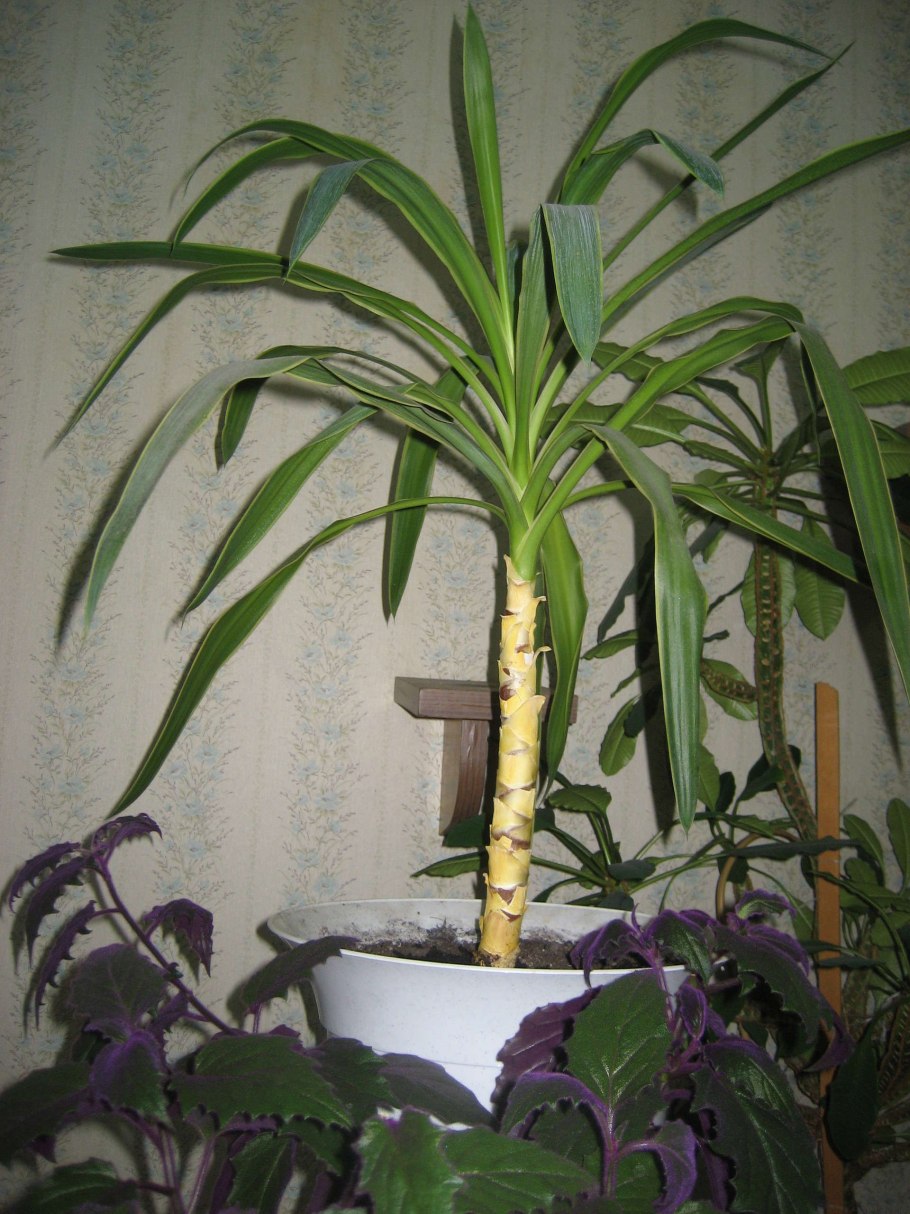 Юкка алоэлистная