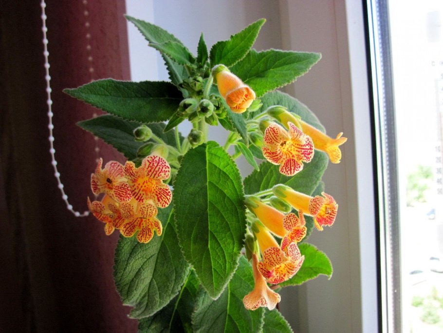 Колерия Sunny