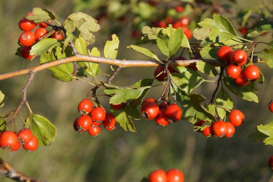 Боярышник (Crataegus)