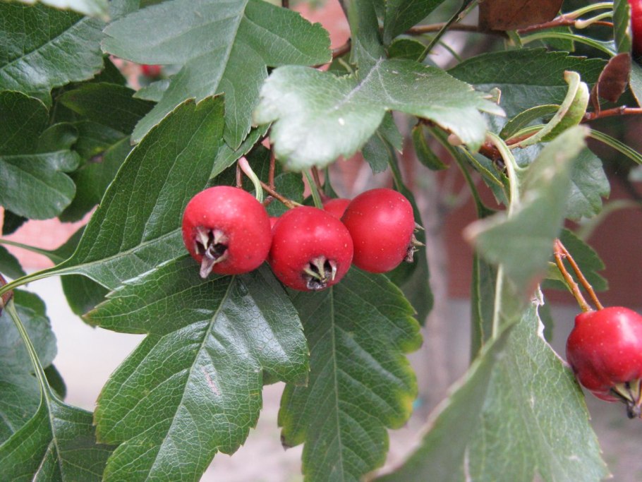 Боярышник Даурский Crataegus dahurica